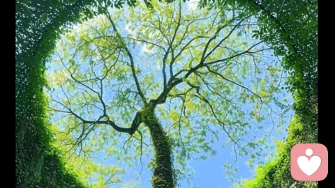 渡尽心魔,岁岁生明