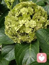 天热要防暑！防暑核心是“物理隔绝+主动降温+水分补充”，给你几条最实用的保命指南：

· 饮水要“少量多次”：不要等渴了再喝，每20分钟喝一次水，每次100-150ml。大量出汗后，水里可以捏一点盐，或喝电解质饮料，比只喝白水更防“水中毒”。
· 空调别“直吹”：室内外温差建议不超过8℃（推荐26-27℃）。开空调时把出风口朝上，冷空气下沉，降温快还省电；睡觉前务必调到“睡眠模式”或定时关机，避免半夜着凉。
· 外出抢“早晚”：上午10点到下午4点尽量不要在太阳下暴晒。如果必须出门，穿浅色、宽松的棉麻衣服，戴宽檐帽，随身带一把遮阳伞物理防晒最管用。
· 警惕“热射病”前兆：如果出现头晕、恶心、心慌、皮肤干热不出汗，这是危险信号！立刻转移到阴凉处，用凉毛巾敷额头和脖子两侧（大动脉处），并赶紧补水，情况不对马上打120。
· 车内“烤箱”隐患：如果开车，下车前一定检查后座（别把孩子或宠物忘车里）。暴晒后上车，先把副驾车窗打开，反复开关车门5次，能快速排出热气，再开空调。

家里可以备点绿豆汤或常温西瓜，但脾胃虚寒的话少吃冰镇西瓜。