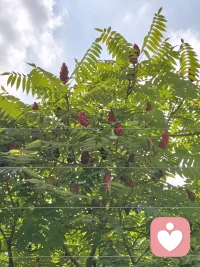 亲爱的女孩，见字如面。

听说你最近生病了，隔着屏幕都能感受到你此刻的疲惫和委屈。平时那个总是活力满满、像个小太阳一样照顾身边人的你，现在是不是正裹着被子，觉得浑身酸痛，连呼吸都带着几分沉重？没关系的，生病了觉得难受、觉得想哭，都是再正常不过的情绪。请允许自己暂时卸下所有的坚强，不用急着去扮演一个无坚不摧的大人。

我知道，你总是习惯了把事情安排得井井有条，习惯了在工作和生活中冲锋陷阵。但人的身体就像一张被拉得太紧的弓，生病其实是身体在向你发出温柔的抗议，它在提醒你：“亲爱的，你该停下来，好好抱抱自己了。” 所以，请把这次生病当成一次名正言顺的“合法罢工”吧。那些没回完的信息、没做完的工作、没赴的约，统统都先抛到脑后。现在的你，唯一的任务就是理直气壮地休息，安心地做一个被照顾的小孩。

不要去焦虑病痛的折磨，也不要害怕恢复期的漫长。就把这段时间当成一场漫长的冬眠，或者一次深度的系统重启。多喝点温水，按时吃药，困了就闭上眼睛沉沉地睡去。在那些你无法掌控的日夜里，你的身体正在非常努力地为你打仗，为你重建秩序，你要给它一点时间和耐心。

等你熬过这段灰暗的日子，重新推开窗的时候，你会发现阳光依然明媚，微风依然温柔，而你也一定会带着更轻盈、更坚韧的灵魂，重新回到属于你的轨道上。

好好睡觉，好好吃饭，别怕，一切都会好起来的。我在这里，陪着你，等那个健康、快乐的你满血归来。