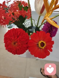 花香宜人，在纷纷扰扰的社会，偶尔也需要装扮一下房间，在无聊无助时候可以看看花，找人聊聊天，让内心得以安静……
