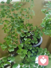 今天的心情是绿色的！