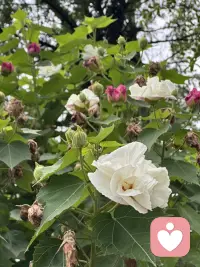 夏花灿烂，积极阳光，乐观悦己悦你
