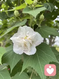 夏花灿烂，积极阳光，乐观悦己悦你