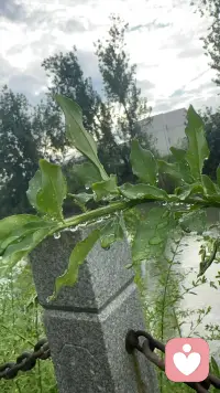 晨起看人间，晶莹剔透的露珠如一粒粒璀璨而不耀眼的珍珠，露珠和迎春花的叶子完美融合，静静的迎接朝阳的来临，似乎告诉我等待也是一种享受吧！有缘无缘都是缘，有什么事只有说出来了对方才知道你想干啥，才能在一起沟通中有更好的解决办法吧！否则永远都不会知道你想干什么。