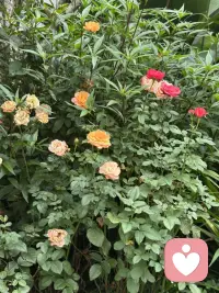 生如夏花灿烂，死如秋叶之静美！