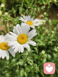 今日立秋🍂，宝子们立秋快乐！平平淡淡，平平安安，安安稳稳过好每一天🍒🍒🍇🍇🌰🌰🥮🥮