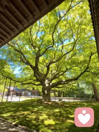 像这棵树学习，把四季过成自己最美的样子