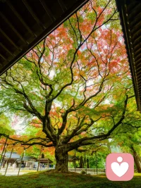 像这棵树学习，把四季过成自己最美的样子
