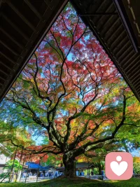 像这棵树学习，把四季过成自己最美的样子
