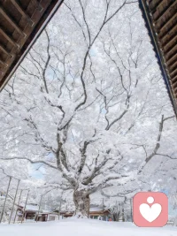 像这棵树学习，把四季过成自己最美的样子