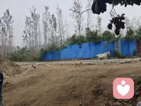 常规的牧羊犬是一只狗牧一群羊，这里是一群狗牧一只羊。