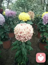 耳朵用来倾听，内心用来包容，愿每个人都能与自己和解。