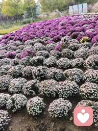 走过伸手不见五指的日子，才懂得，人最强大的不是从不难过，是一次次接住自己的压抑。
曾经熬过长夜失眠，在抑郁里独自撑了很久，那些生死边缘的时刻都跨过来了。如今眼前这些拉扯、流言、孤单，不过是小风小浪。
今天把旧的厨具一件件整理出来，慢慢和一段没能走通的谋生路告别。收拾闲置，慢慢寻适合自己的收入，一边做倾听陪伴，一边好好守护孩子。
心里还是会一阵阵发闷发疼，但我已经学会和这份情绪共处。
不必时刻光芒万丈，稳住脚步，慢慢谋生，慢慢自愈。🌿
