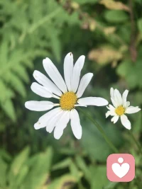 很多人总笃定：对方本身冷淡、不擅长表达、骨子里不会说情话。
今天这位学员的反馈，就是最好的印证。

从前习惯命令式沟通，带着要求去表达诉求，无形之中压迫感拉满，让另一半只想回避、逆反，慢慢关闭沟通的窗口。
当她试着调整表达方式，放下强硬的口吻，平和地说出内心感受，局面立刻发生变化。
原本吝啬表达爱意的人，主动频繁流露心意，沟通氛围全然反转。

感情里从来不是对方天生冷漠，很多隔阂，只是输在了沟通方式上。
同样的诉求，不一样的表达，得到的结局天差地别。
懂得调整相处模式，才是亲密关系里性价比最高的成长。