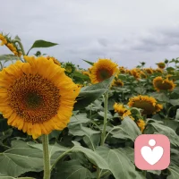 事，看透就好，人看穿就好，时间会让人一边成长，一边感悟。