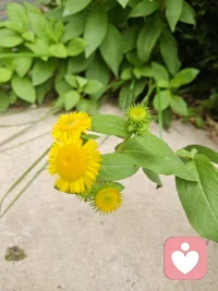 做个淡定的中年少女，做好每天的一日三餐，只要内心足够丰盈，普通的日子也会繁花盛开。