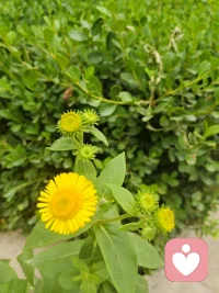 做个淡定的中年少女，做好每天的一日三餐，只要内心足够丰盈，普通的日子也会繁花盛开。