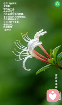 你可以做茉莉、
做雏菊、 
做无名小花，做千千万万。
你不必成为谁的附庸，不必活在别人的期待里，
你只需做你自己，
在自己的节奏里，
慢慢生长，静静芬芳。       
  -余秀华

家庭幸福动力