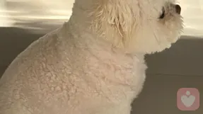 小熊伴听