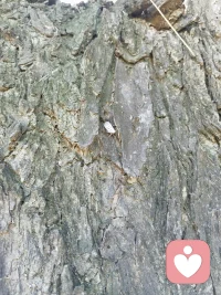我们这叫花大姐，你们那呢？