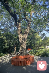 我们这叫花大姐，你们那呢？