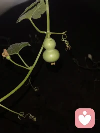 葫芦娃，葫芦娃，一个藤上七个瓜！