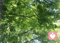 暑气未消，秋风已至🍂
立秋悄然而来，盛夏慢慢退场。
白日依旧燥热，早晚已有微凉。
不必匆忙和夏天作别，
那些未完成的期待，没释怀的遗憾，
都交给秋风慢慢抚平。
愿秋安，日子沉淀，所得皆所期。