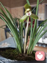 在这闲暇的时光里，泡一壶茶、打理几株花草，日子朴实而安然。毕竟，修心也好，修行也罢，从来都离不开生活的琐碎。花开是生活，花落亦是生活——这，便是最好的修行。