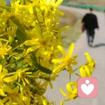 听风吟的头像