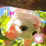 颜的头像