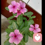 缘来缘去的头像
