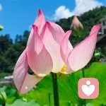 嫣然的头像