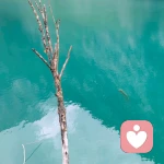 无辛的头像
