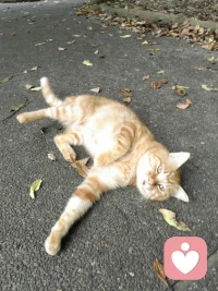 学习的过程真的好艰难啊，首先得能静下心来，可问题是很难静下心来，然后那些专业术语那些条条框框看不了一会就晕头转向眼神弥漫，脱离社会太久想要重新融入就得客服这些那些的问题，对目前的我来说，能静下心来学习就是一个不小的挑战，加油！