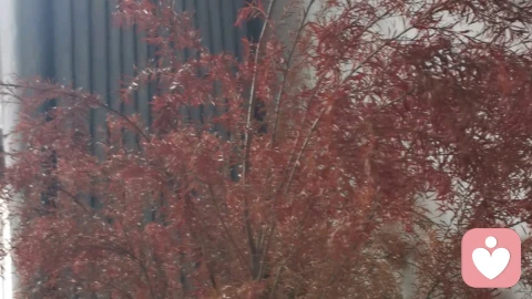 枯红千层