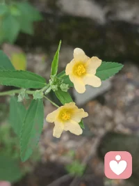 快节奏时代，你是否有心事无处安放？我愿以耐心为灯、以倾听为舟，提供安全无评判的空间，陪你梳理情绪、理清思绪，做你心灵困境中的温柔摆渡人
