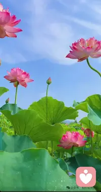 无须把太多人
请进自己的生命
喜欢你的
你喜欢的足矣

尽快可能地去享受
生活与人生里的
点点滴滴
而不是被消耗
因为人生是庄严的
神圣的 
更是充满无数可能的