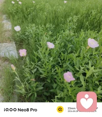 🌿 今日能量语

生活没有彩排，每一天都是现场直播。你不必完美，只需在场；不必准备好，只需开始。🌷