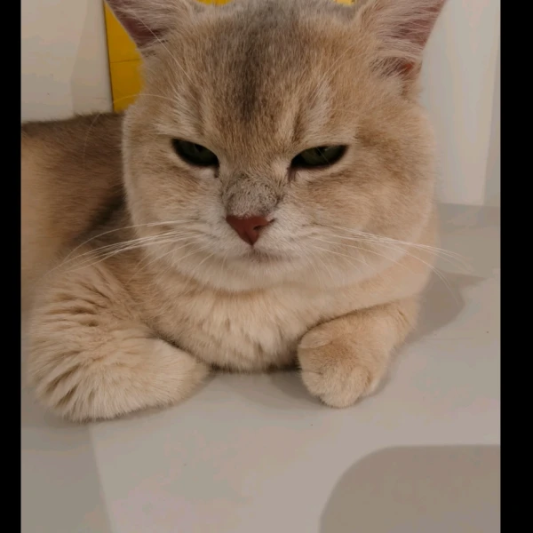 鱼裕听倾述