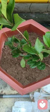 秋天种下一棵树，有认识是什么树的吗？