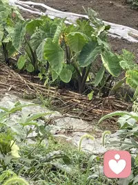 一早来看看爸爸的菜园