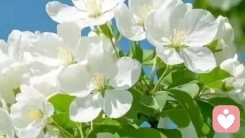 沉默的爱