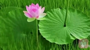 为何需要专业的的心理急救？