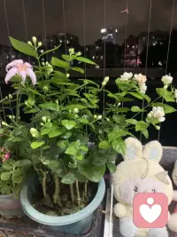 爱人如养花，你不妨静下心来，养几株花草，如同爱一个人那般，细细呵护。谁曾那般温柔地爱过你？你又何曾如此这般善待过自己？花香令人陶醉，而你，便是比任何一朵花都要珍贵娇艳的存在！