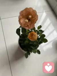 最好的婚姻，往往是互补。你急躁，他沉稳；你感性，他理性。不用强行改变对方，彼此填补缺口，才能长久安稳。