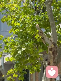 很多时候我们总期待痛苦可以一瞬间彻底消失，希望纠结的情绪、受过的挫伤，一夜之间就翻篇。

但人的内心修复，从来都不是一键清零。

允许自己有反复，允许偶尔低落、脆弱、想退缩。不必因为暂时走不出来，就责备自己不够坚强。

情绪没有好坏之分，焦虑、委屈、迷茫，都是内心在向你发出信号。不用抗拒它，试着看见它，接纳它本来的样子。

成长也不是永远开心，而是就算身处低谷，依然愿意慢慢关照自己。看见自身的局限，也看见自己内在的力量。

慢慢来，给自己一点时间，你已经在好好往前走了。