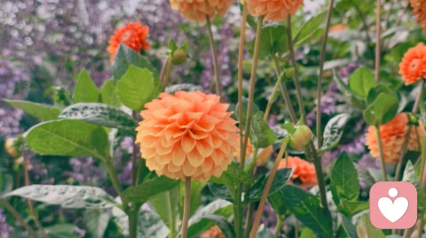 后来的温柔，再也不是你