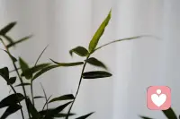 2026.9.3今天我们继续分享...
人生的意义...
生活就是一种经历 在经历中学习 学习中成长 成长中悟到...

有句老话:有志（知）不在年长 无志（知）枉活百年 人生短短几十年...我们到底要活成什么样子？

今天来说说我的看法:
那就是1+1就是我的终极目标...
身体健康 财富自由  权利地位 情绪价值...
我只需要其中的一样便可满足...
我选择身体健康...
有了1  我可以再做1件事,就是我人生的意义...
这就是我人生的意义...
我想做的一件事...下次继续分享...
看到这里...你选择了什么？你想做的一件事又是什么？
可以讨论一下...