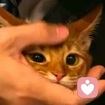 高傲的猫🐈的头像
