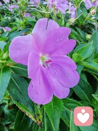 花盛开的地方，不是因为花开的很美，而是因为你懂得欣赏